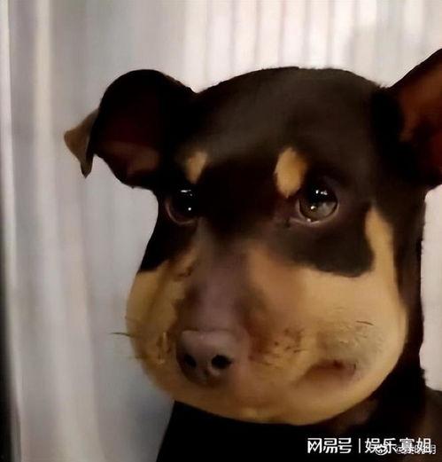 明星和狗自拍视频,萌态百出瞬间集锦