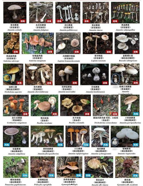 热点爆料采蘑菇视频,揭秘采蘑菇视频背后的热点事件