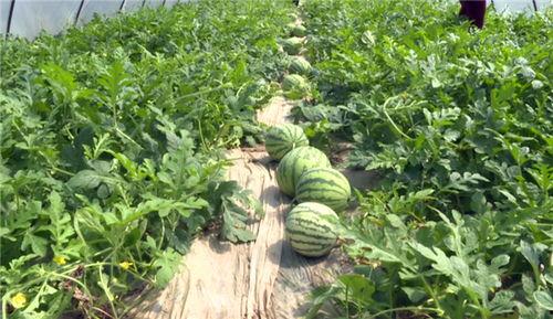 邳州最近吃瓜新闻报道,揭秘背后真相