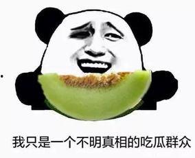 宠物当吃瓜群众,揭秘萌宠们的八卦生活