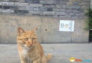姉 网红猫,萌动万千粉丝的治愈系萌宠